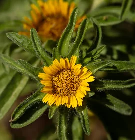 Gele bloem van arnica montana in close-up